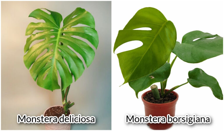 monstera-deliciosa-vs-borsigiana