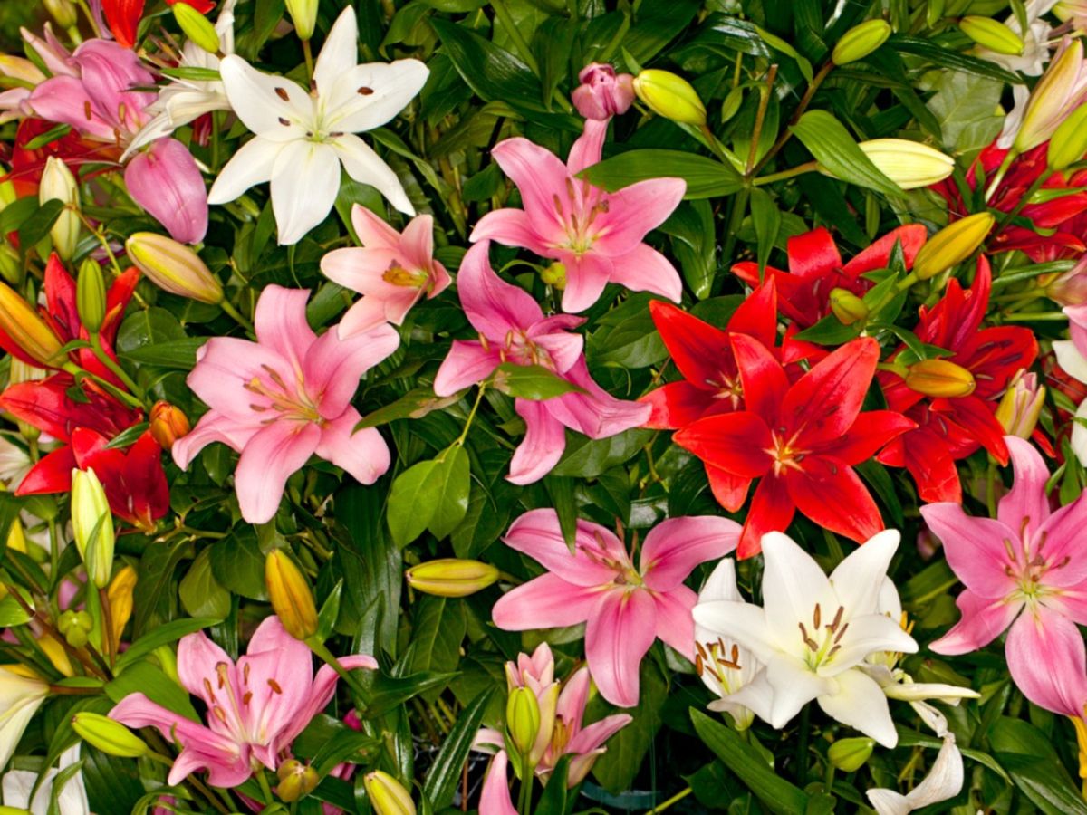 Lilium Asiatica