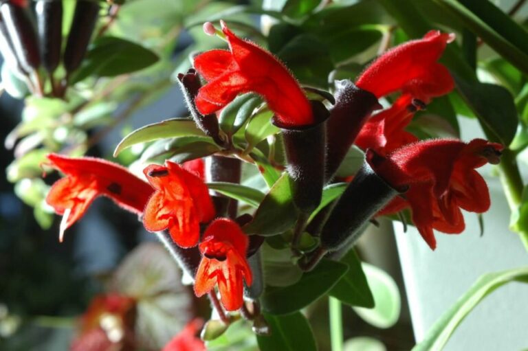 10 Varieties of Lipstick Plants