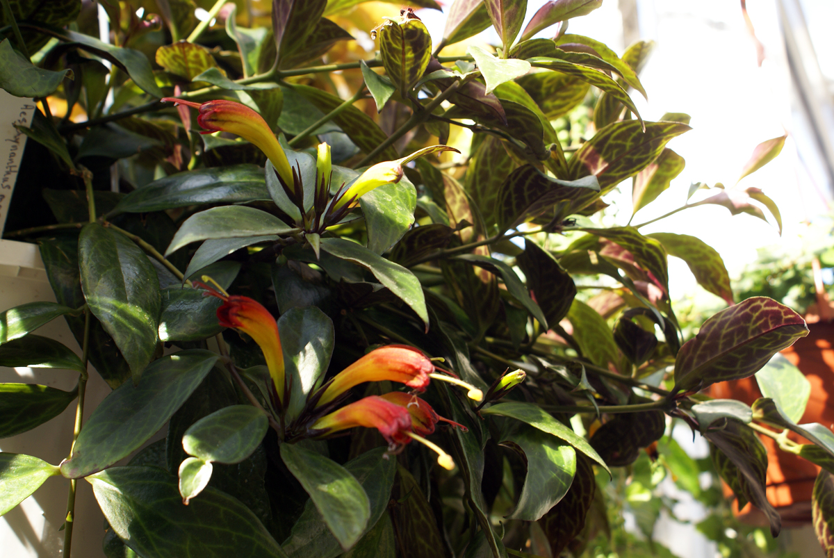 Lipstick Plant Pruning Requirements   