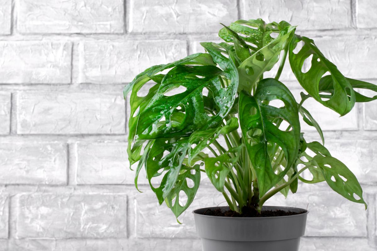 Care For Monstera Adansonii Care Swiss Cheese Plant