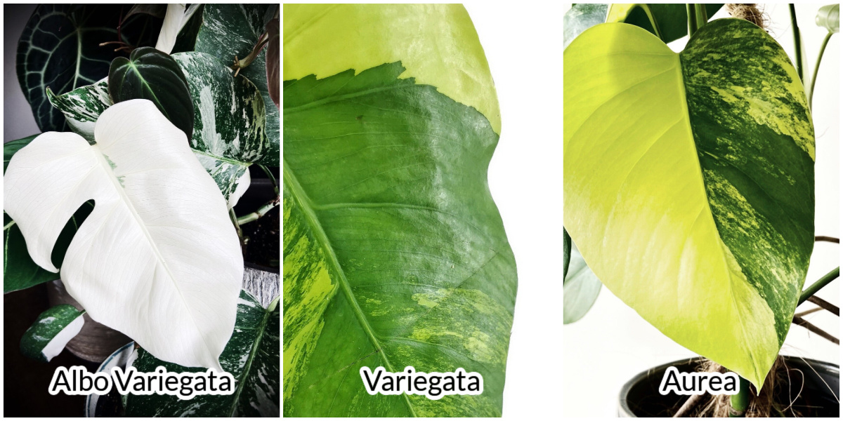 Monstera Borsigiana varieties