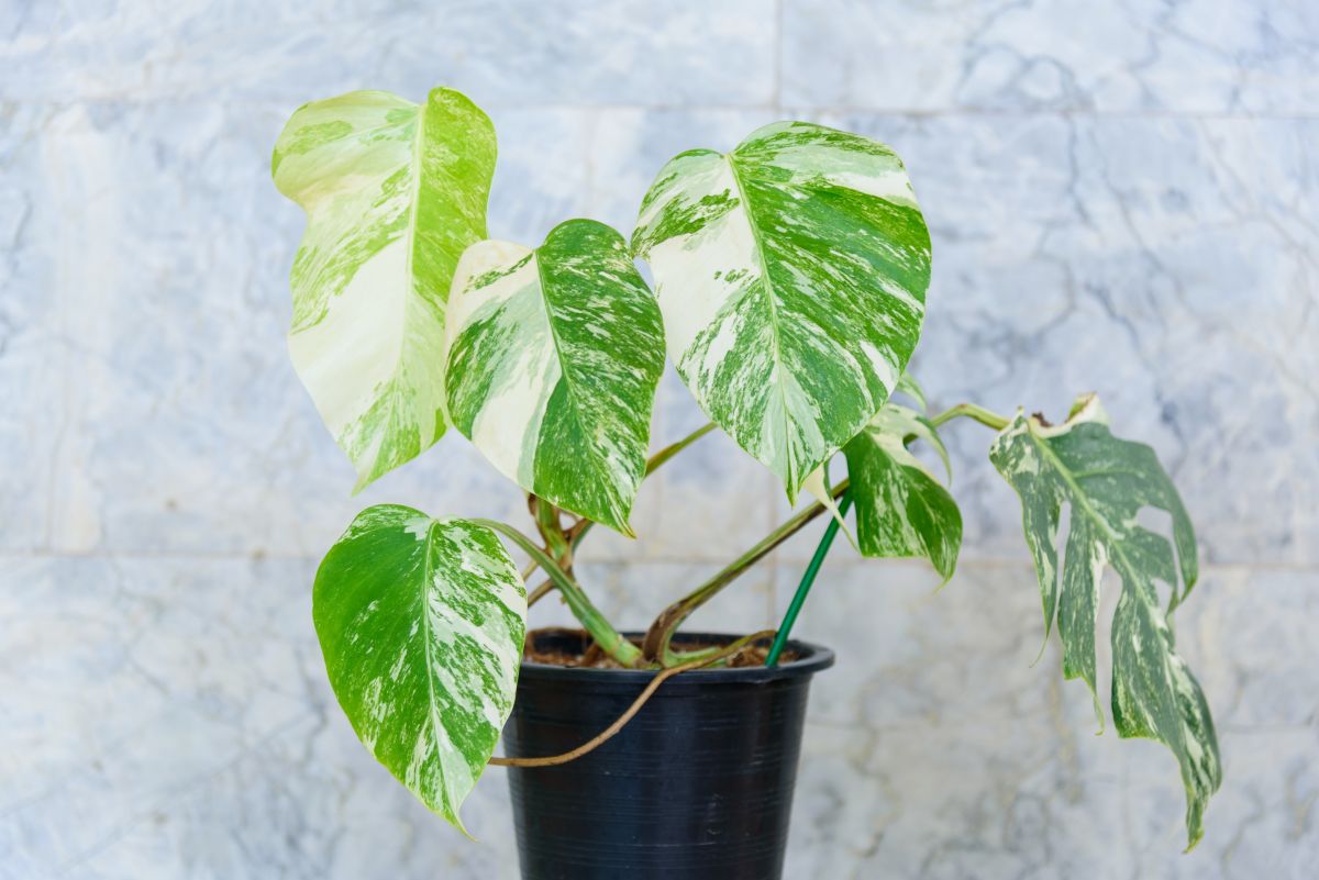 Monstera deliciosa ‘Albo Borsigiana’