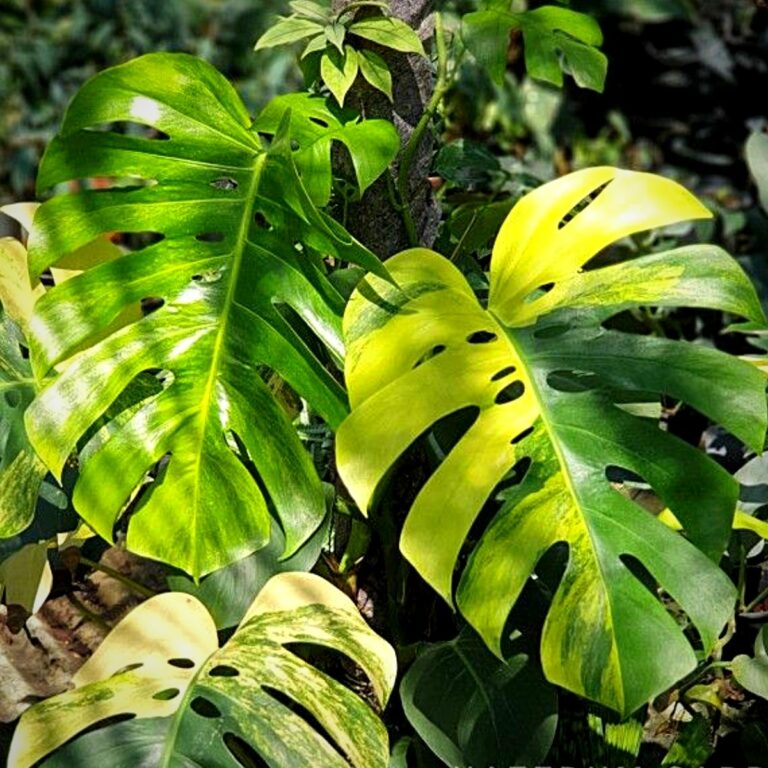 The Variegated Monstera Deliciosa