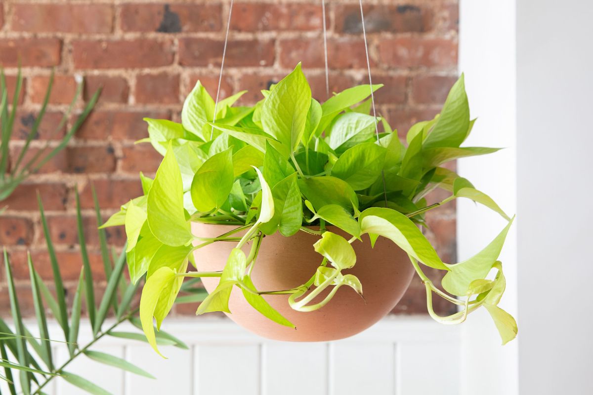 Neon Pothos Growth Habits