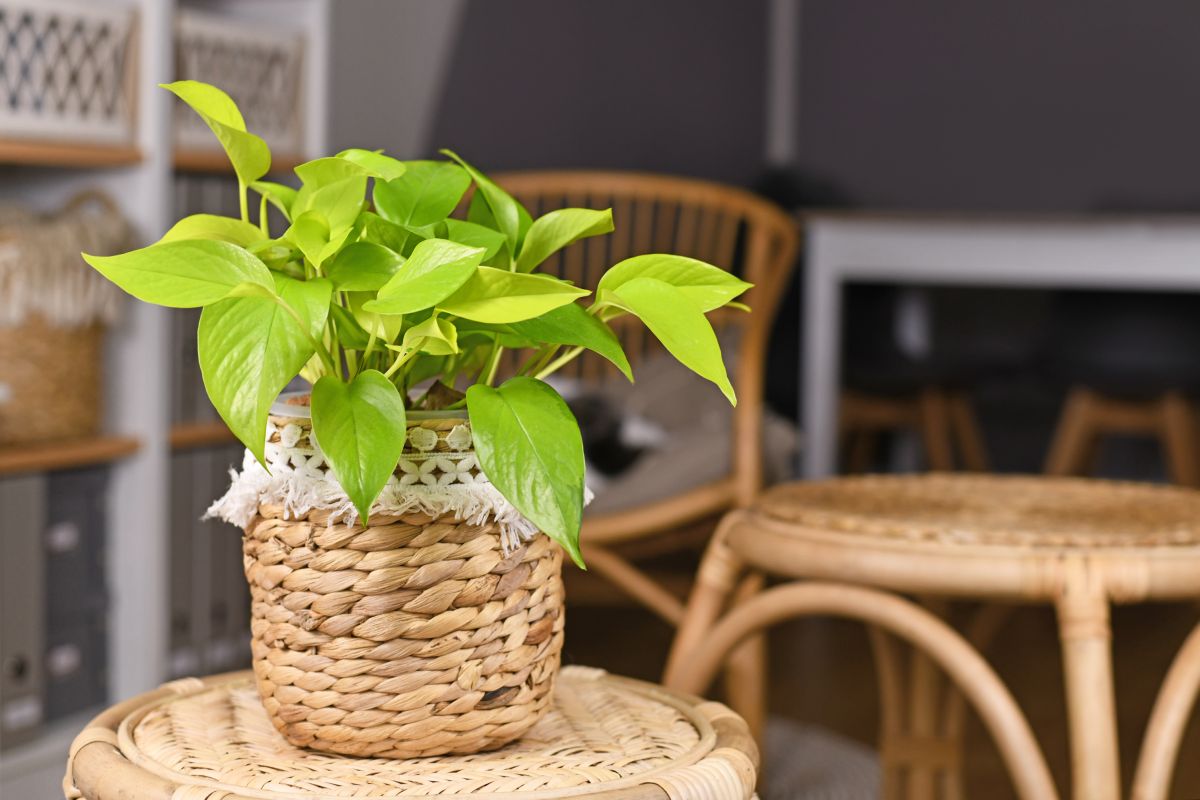 Neon Pothos Light Requirements