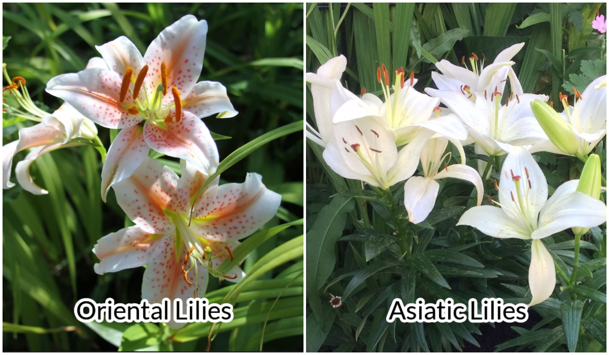 Oriental Lilies vs. Asiatic Lilies