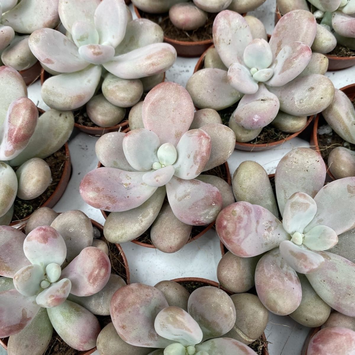 Pachyphytum oviferum