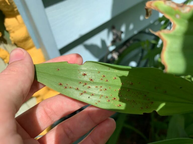 Asiatic Lily How To Grow And Care