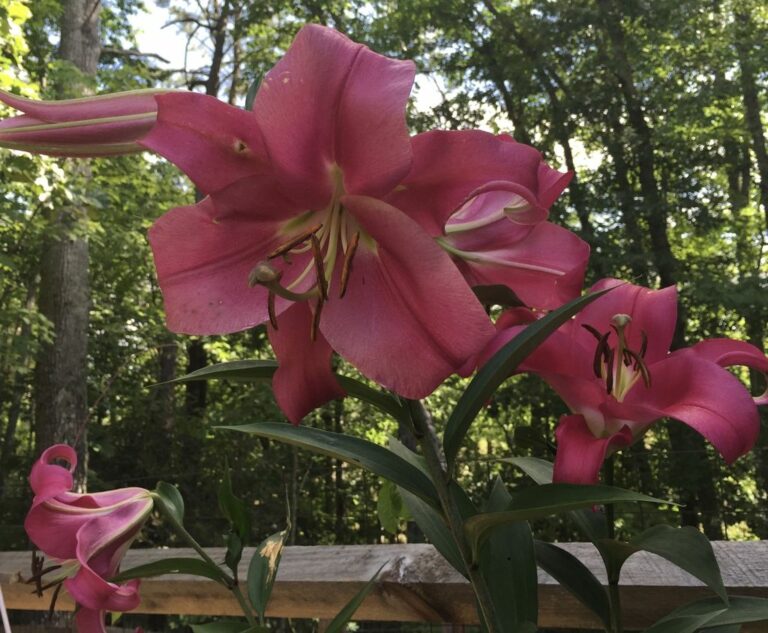 Asiatic Lily How To Grow And Care