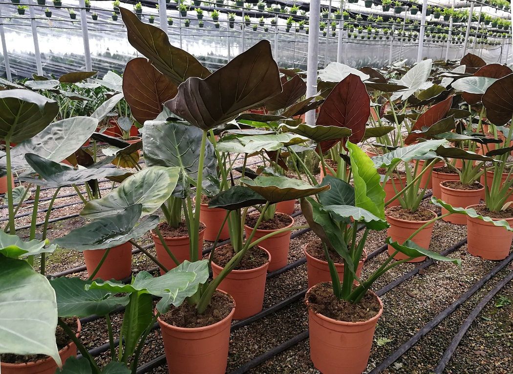 Propagation