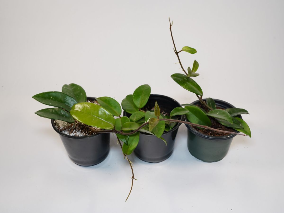 Pruning and Propagation