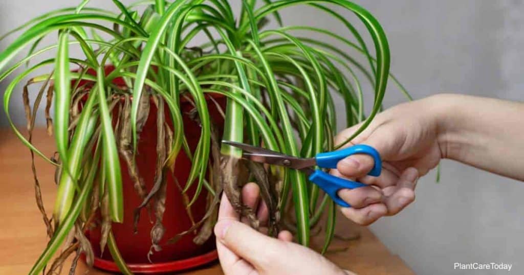 Pruning the Spider Plant
