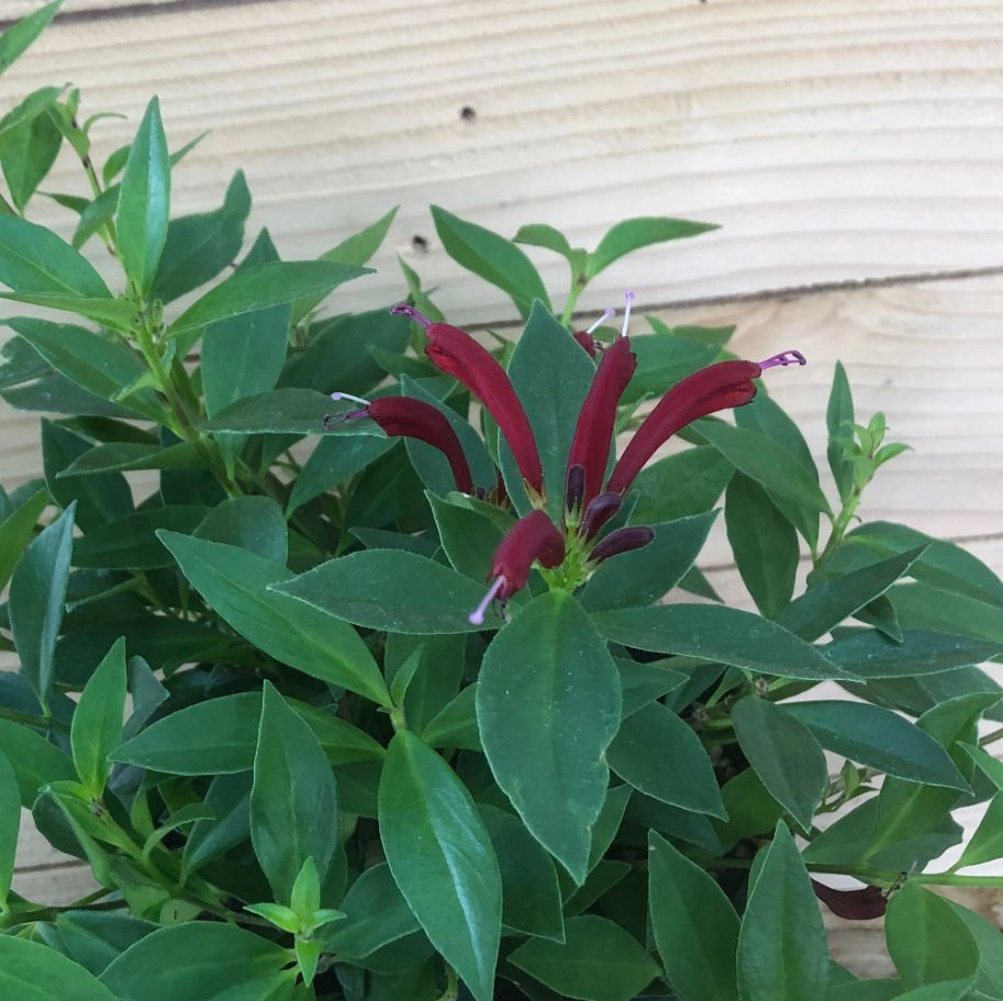 Purple Star Lipstick Plant