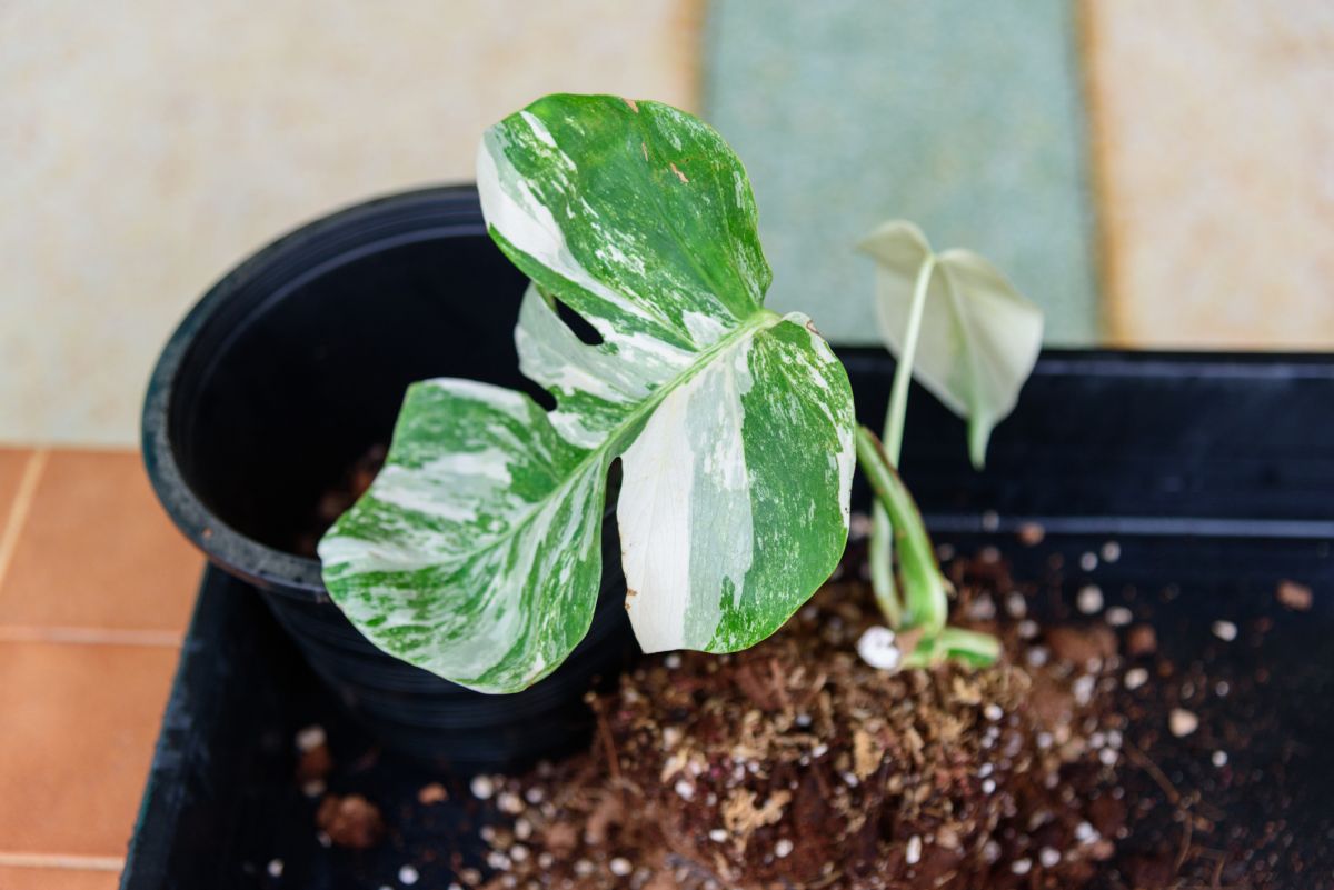 Repotting Requirements for The Monstera Borsigiana  