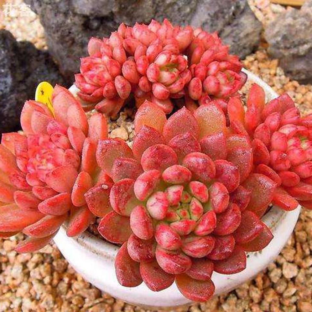 Sedeveria 'Pink Ruby