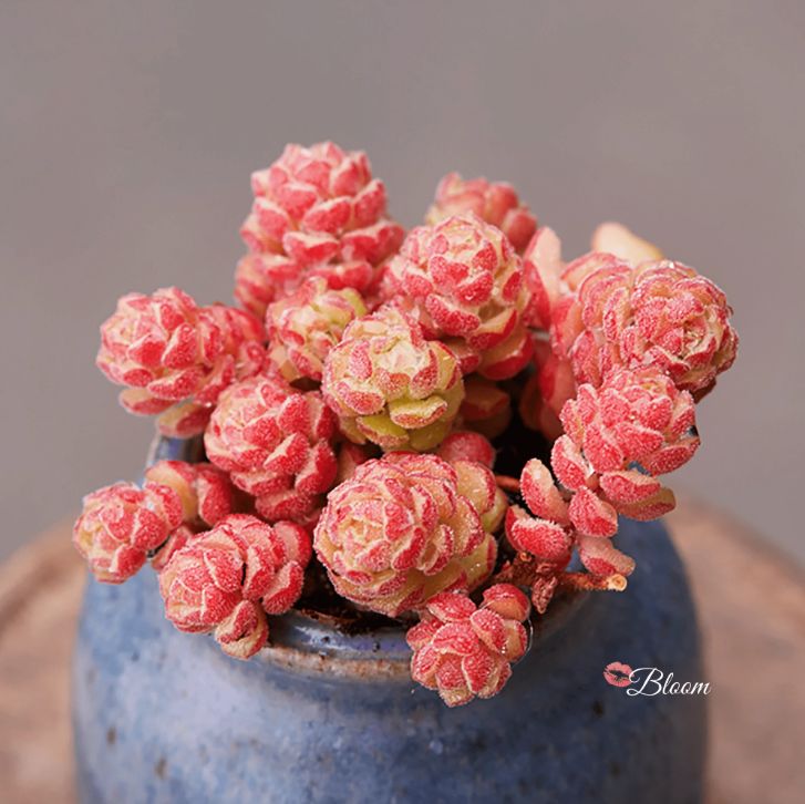 Sedum versadense