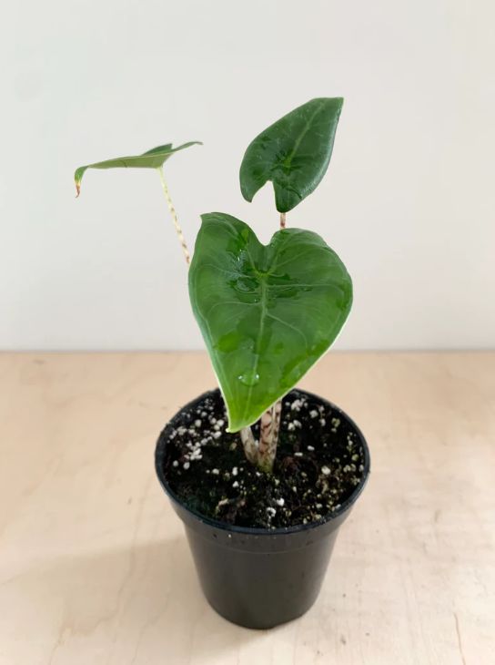 Soil Requirement
