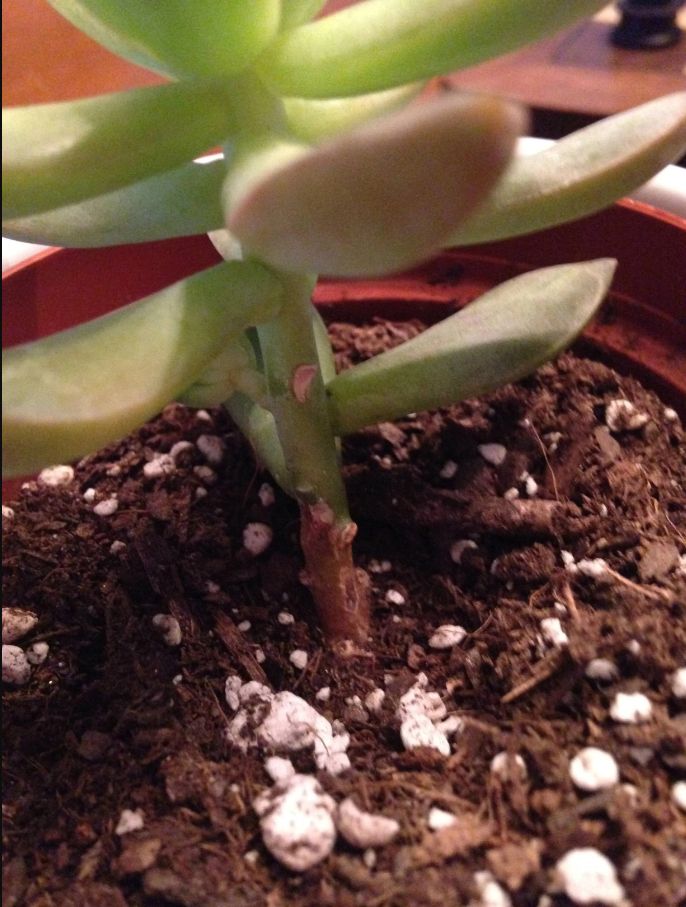 Succulent Leaves or Stem Turning Brown
