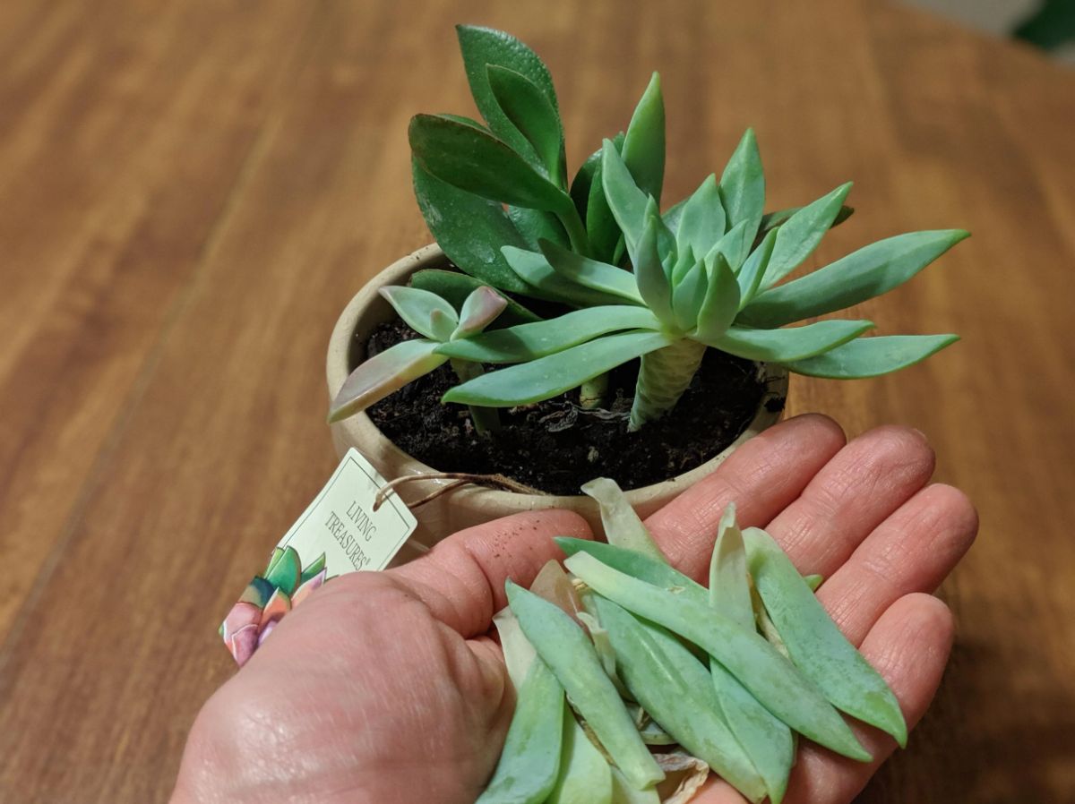 Succulent Plant Losing Its Leaves