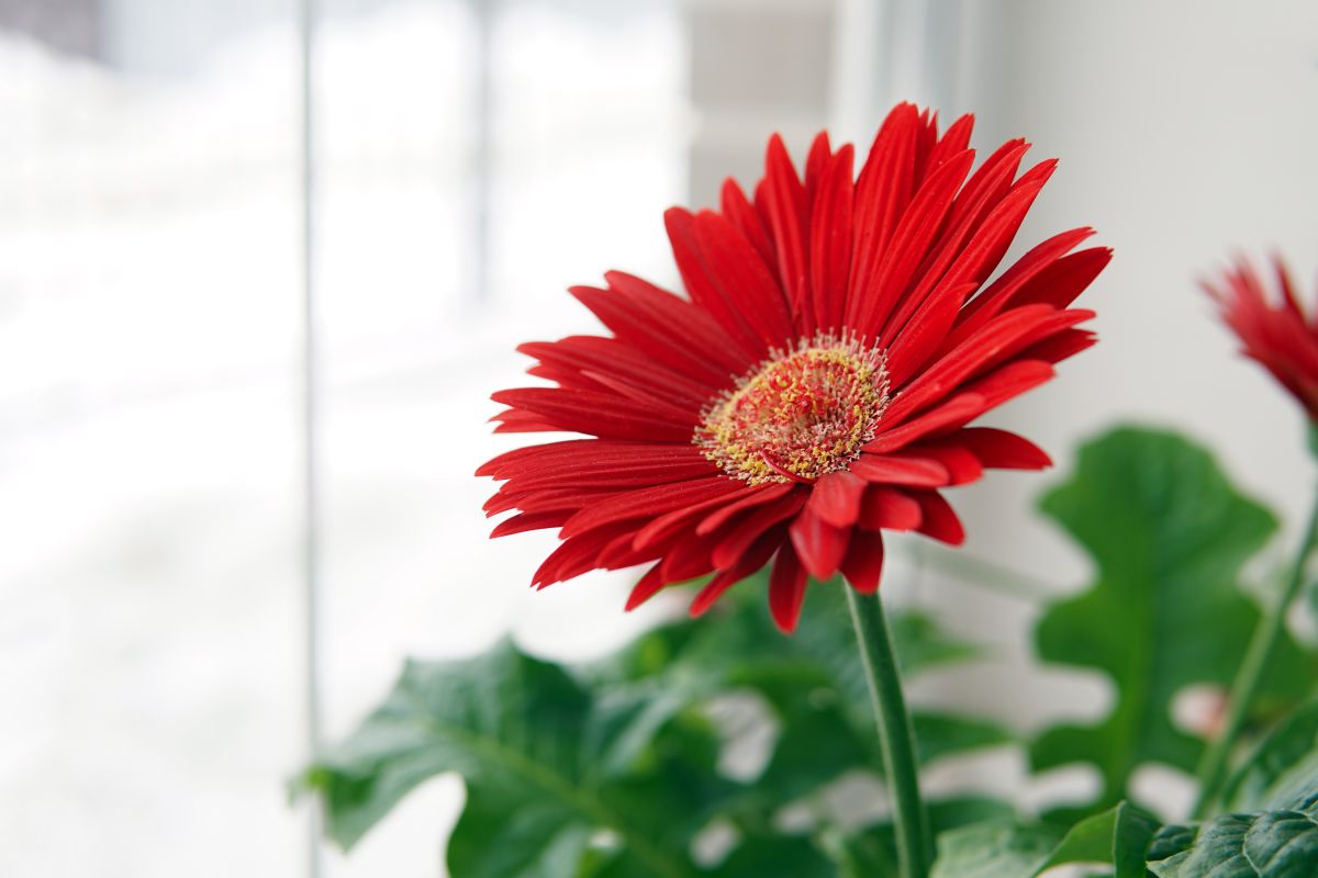 Growing Gerbera Daisies