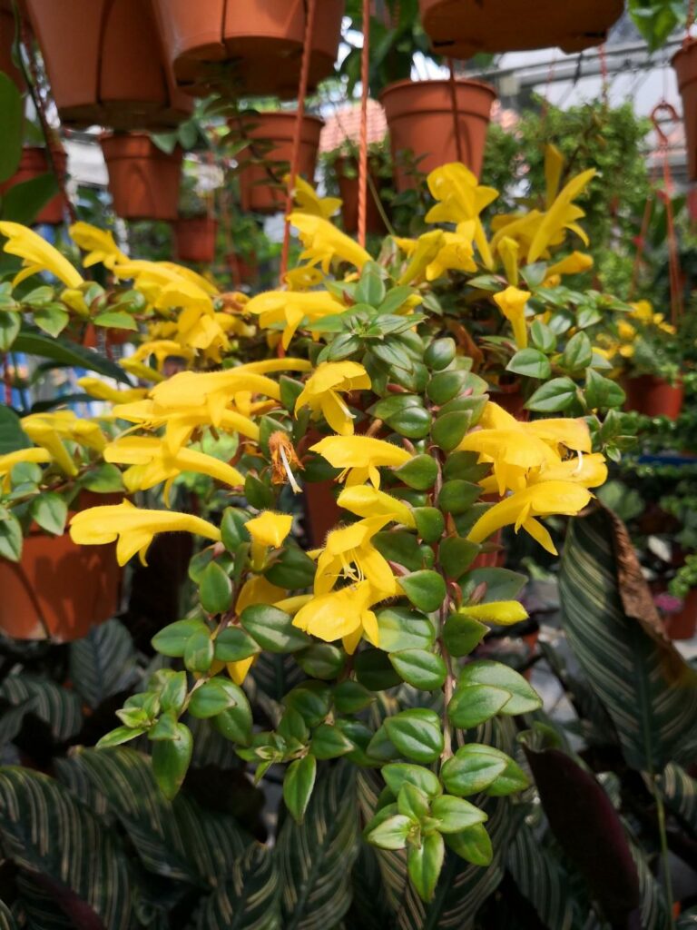 10 Varieties of Lipstick Plants