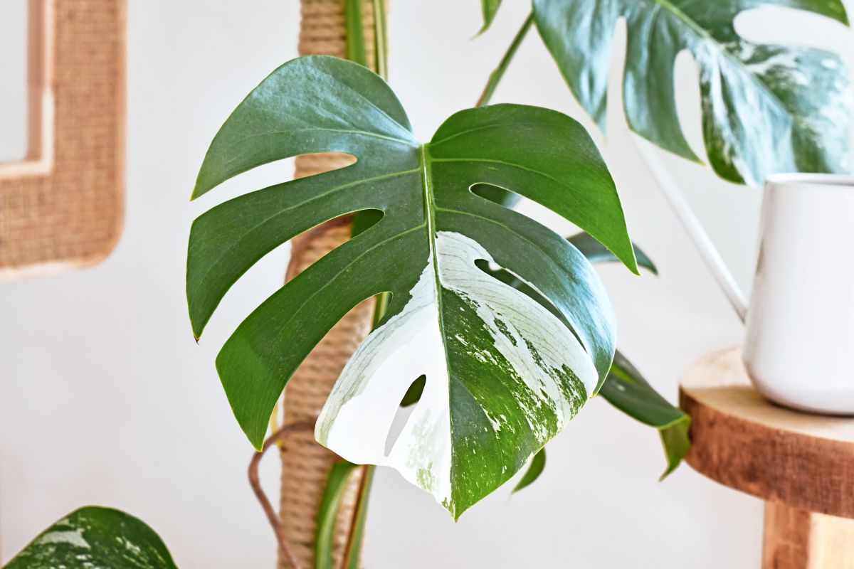 Variegated Monstera