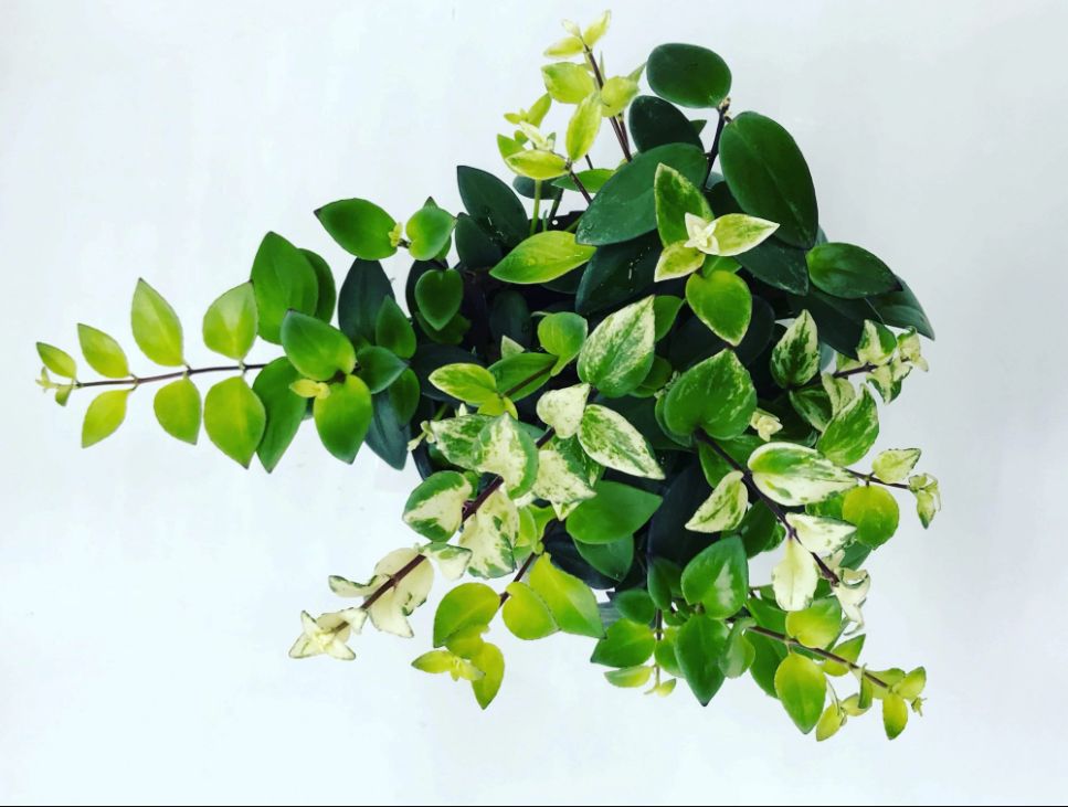 Variegated Lipstick Plant