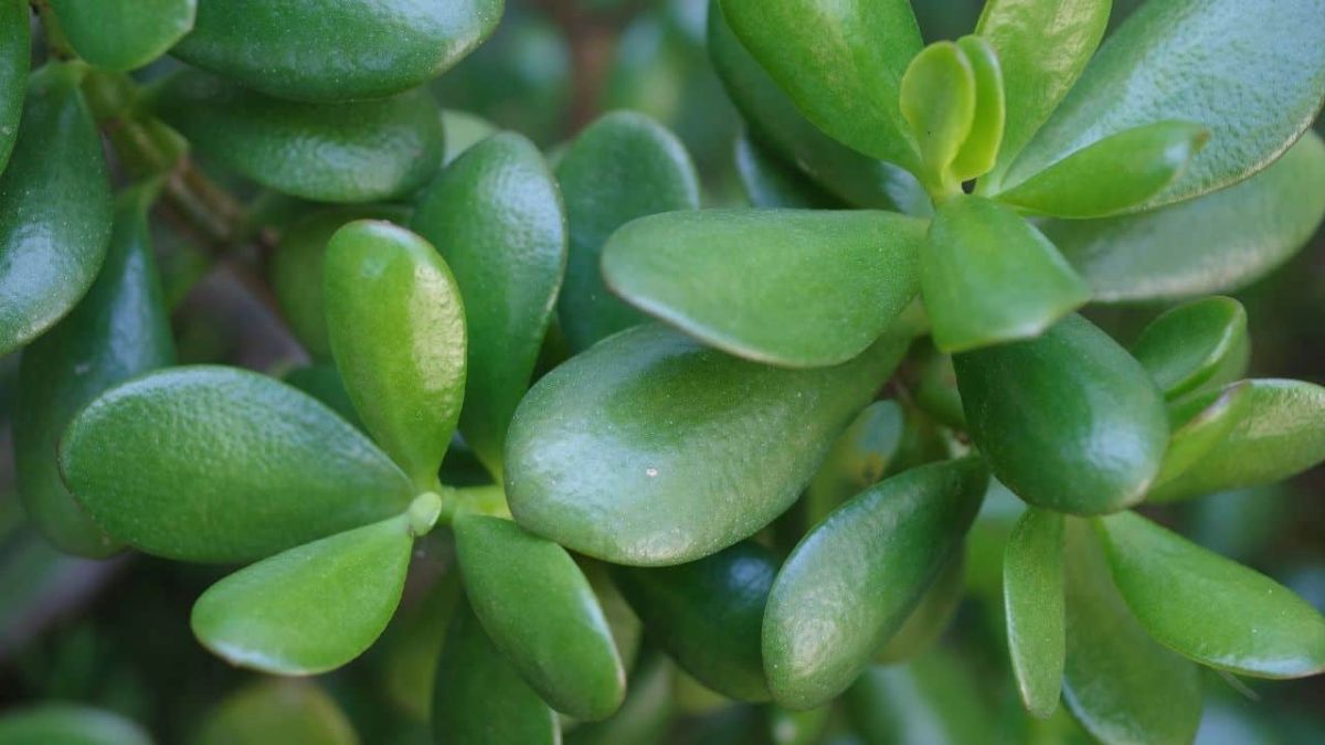 What Causes Black Spots on Jade Plants