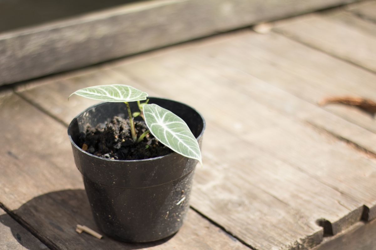 What Happens if Alocasia Black Velvet Is Placed in Direct Sunlight