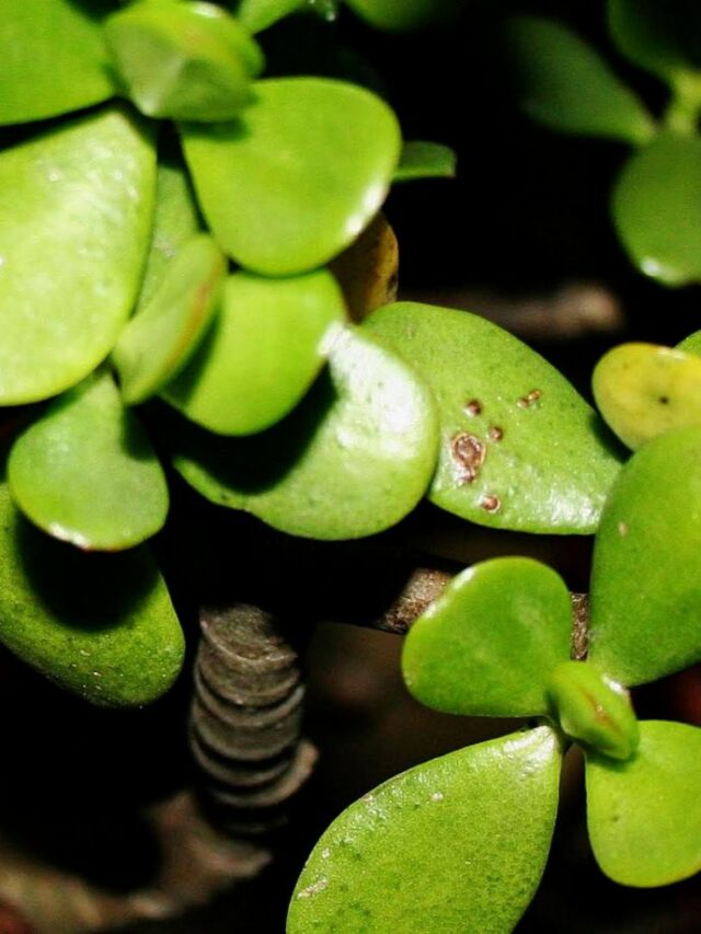 The Enigma of Ebony: Unveiling the Black Spots on the Jade Plant