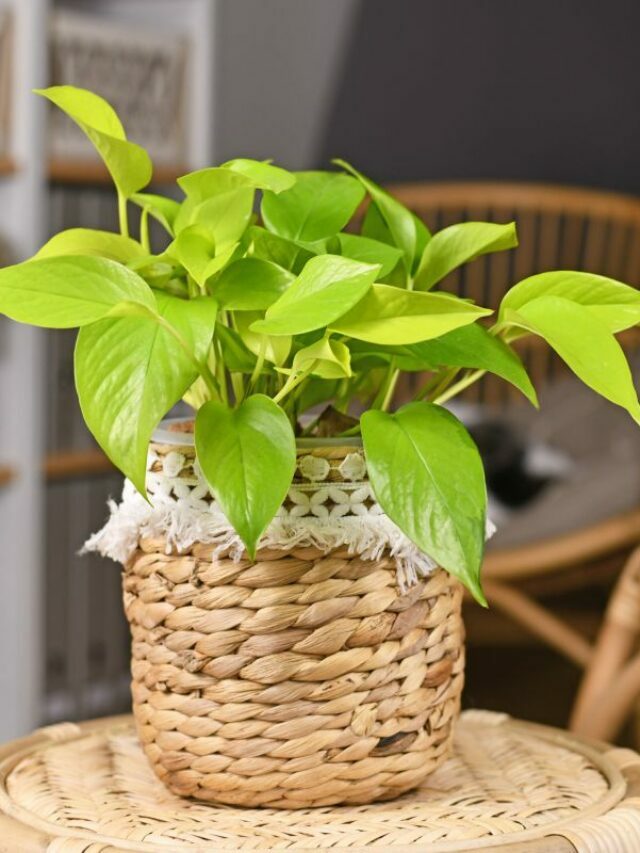 cropped-Neon-Pothos-Light-Requirements.jpg