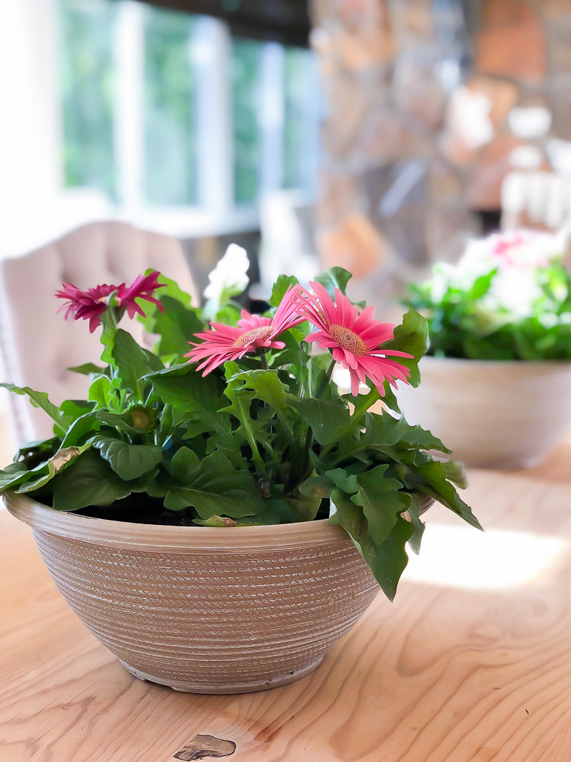 How to Grow Gerbera Daisies Indoors