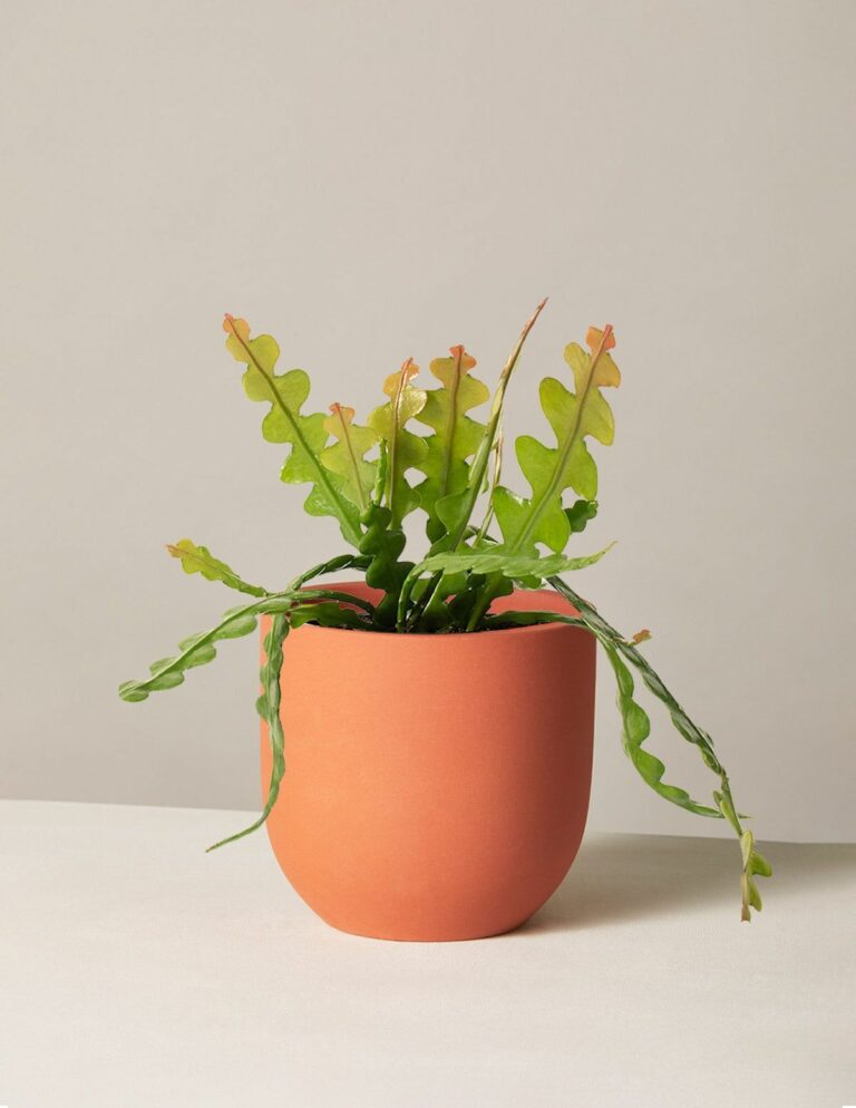 Growing the Ric Rac Cactus - Houseplant Central