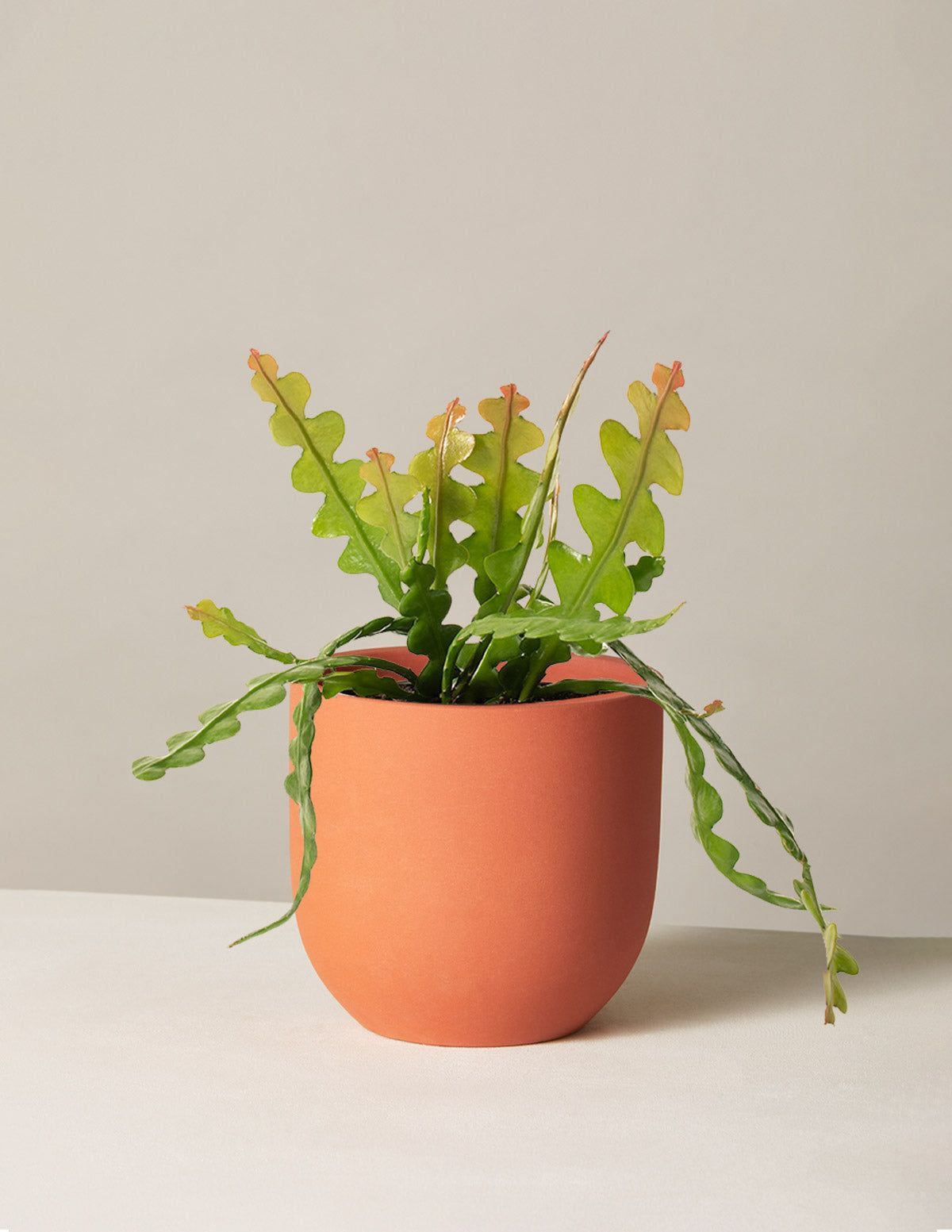 How To Care For The Ric Rac Cactus 