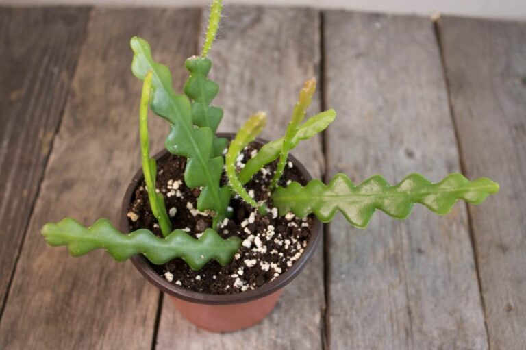 Propagating Ric Rac Cactus Growing the Ric Rac Cactus - Houseplant Central
