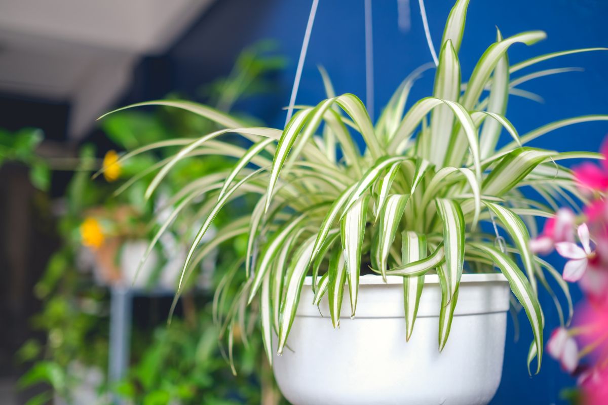 Why Is My Spider Plant Dying 