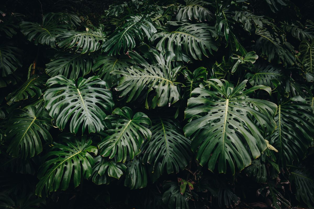 18 Incredible Monstera Varieties to Add to Your Home – Lomi