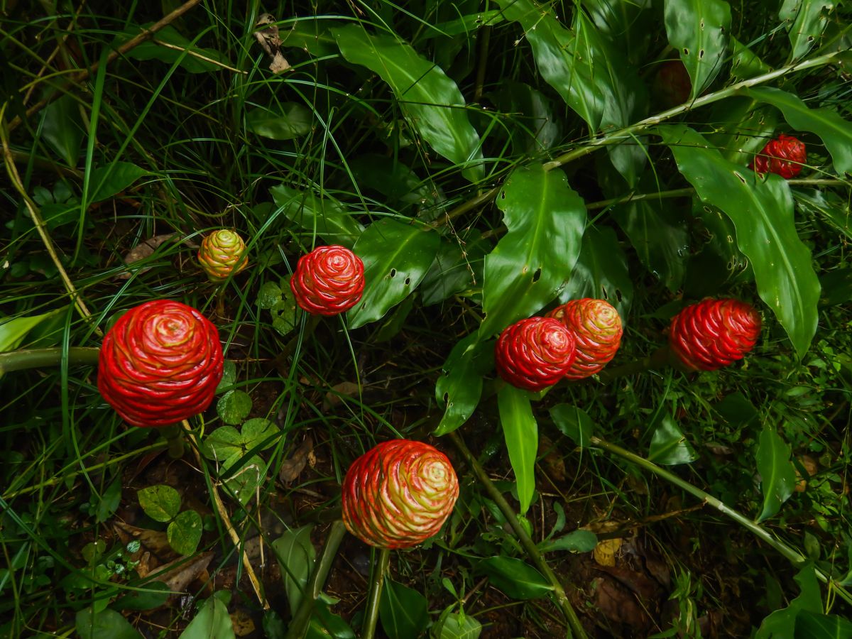 Zingiber Zerumbet: All You Need To Know About The Shampoo Ginger Lily