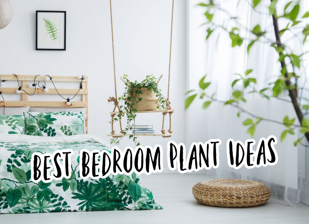 Best Bedroom Plant Ideas 20 Types Of Indoor Plants For Bedroom