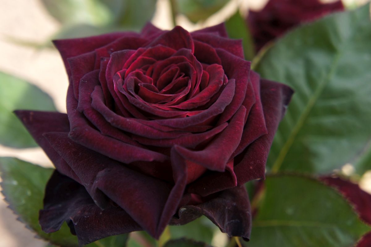 Black Baccara Rose