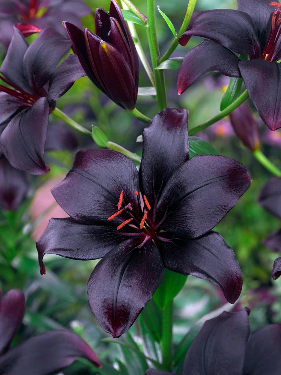 Black Charm Asiatic Lily