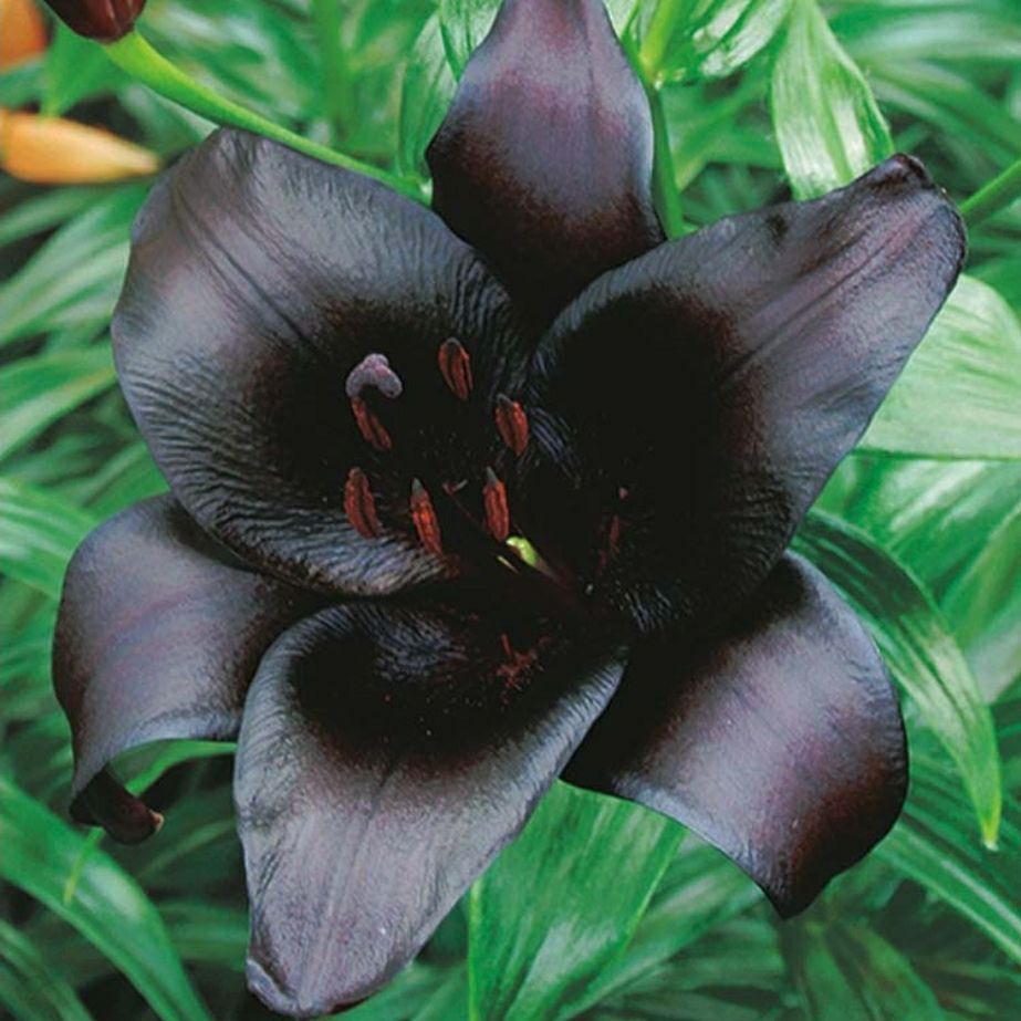 forsætlig mundstykke håndtag Black Charm Asiatic Lily Care