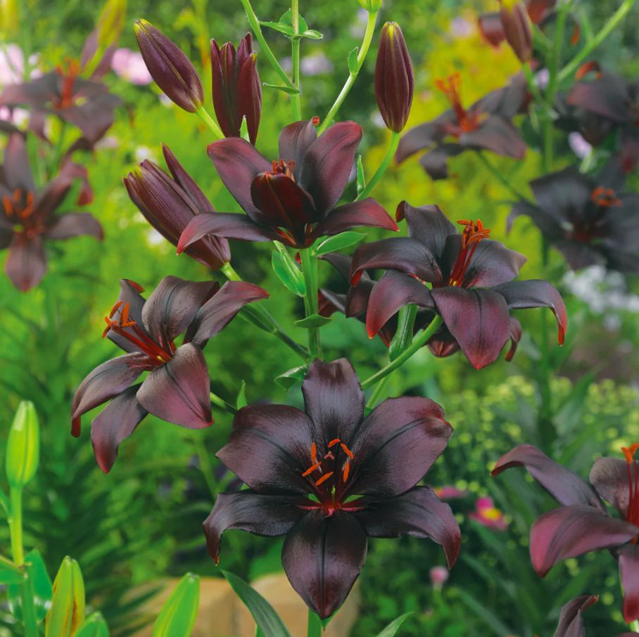 Black Charm Asiatic Lily Light Requirements