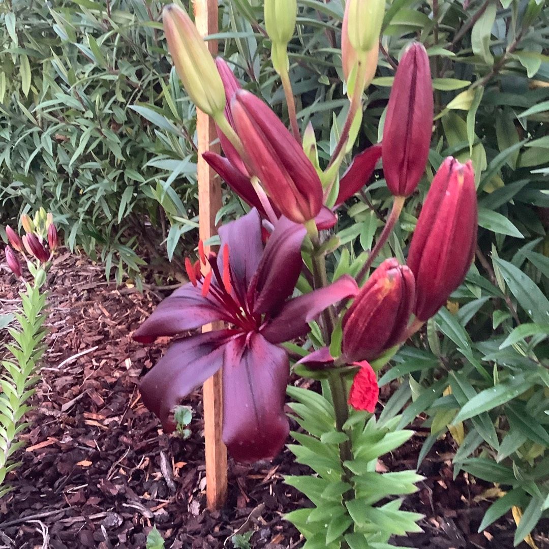 Black Charm Asiatic Lily Soil Requirement