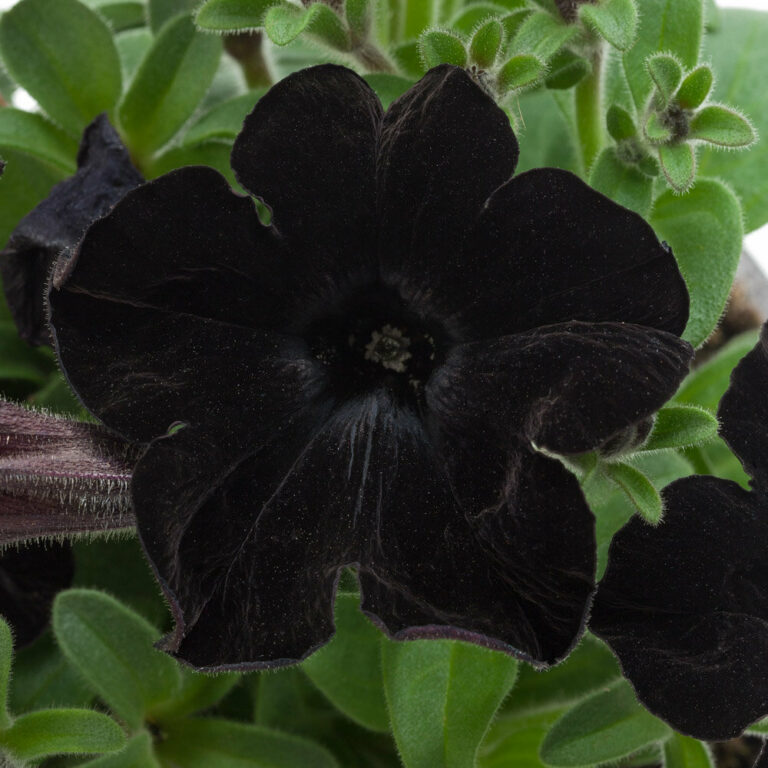 Black Petunia: All you need to know about the beautiful Black plant