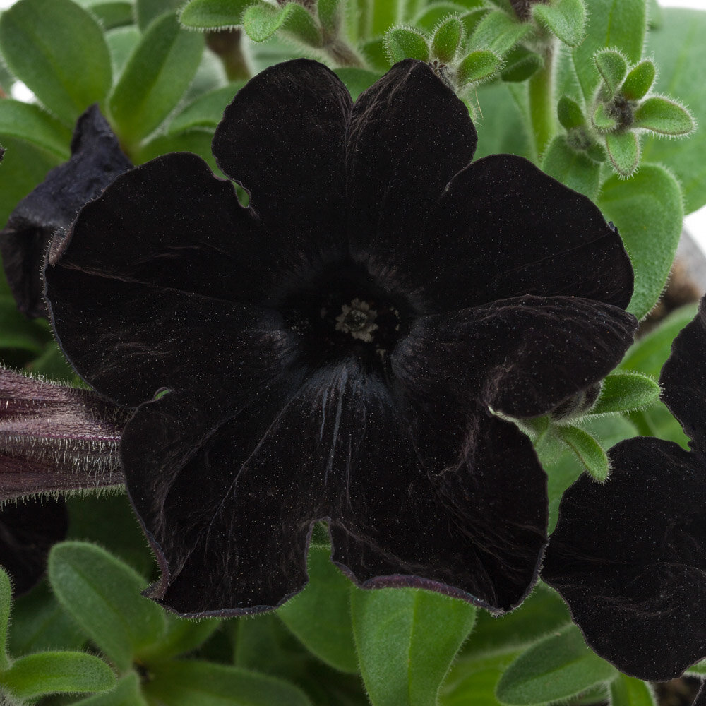 Black Velvet Petunia