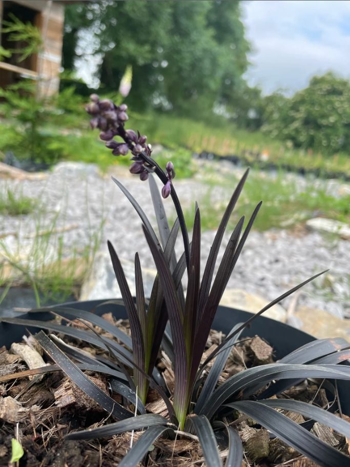 Black Mondo Grass Propagation