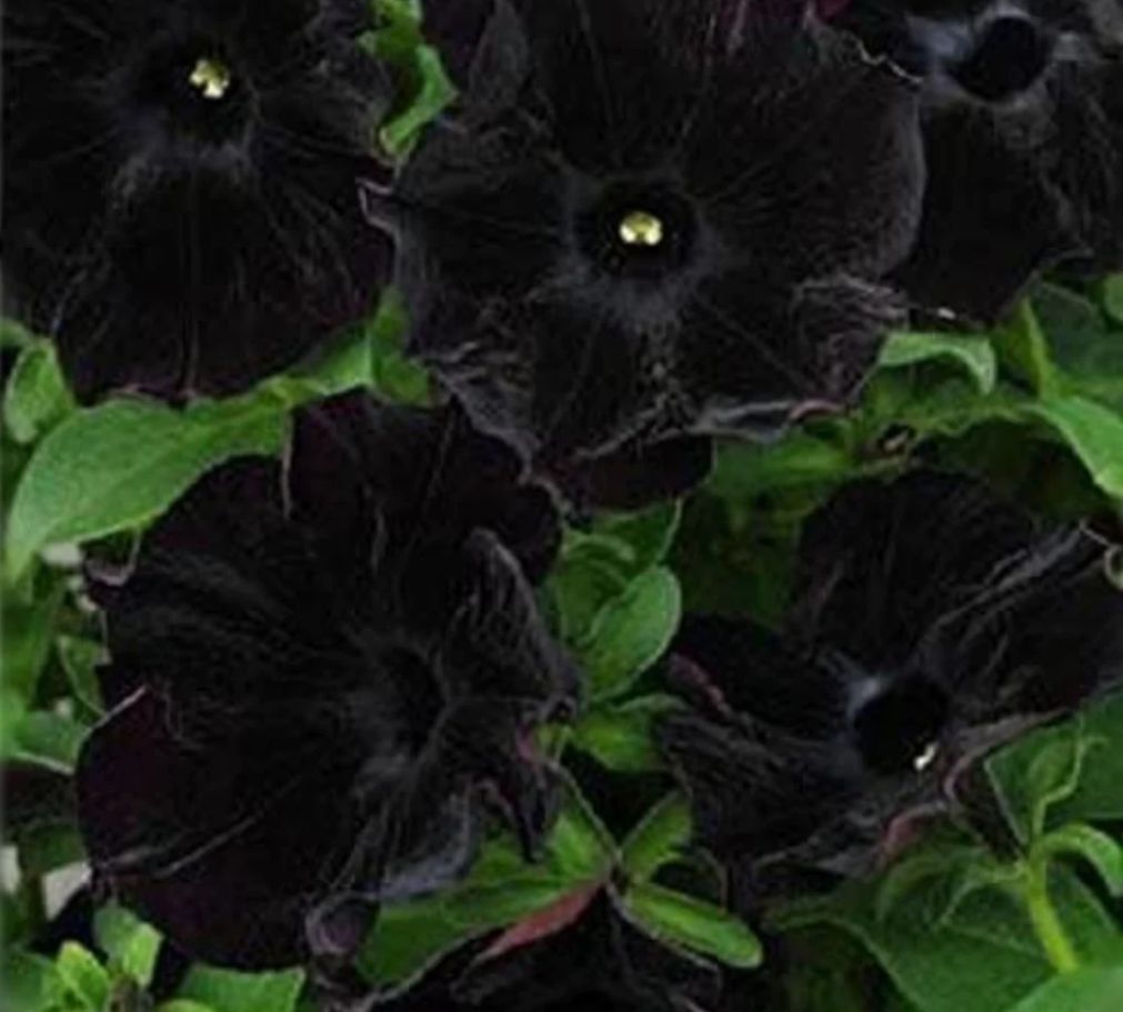 Black Petunia