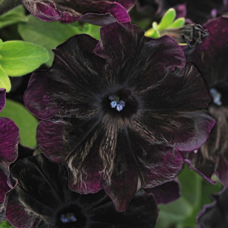 17 Best Types of Black Flower Plants To Grow